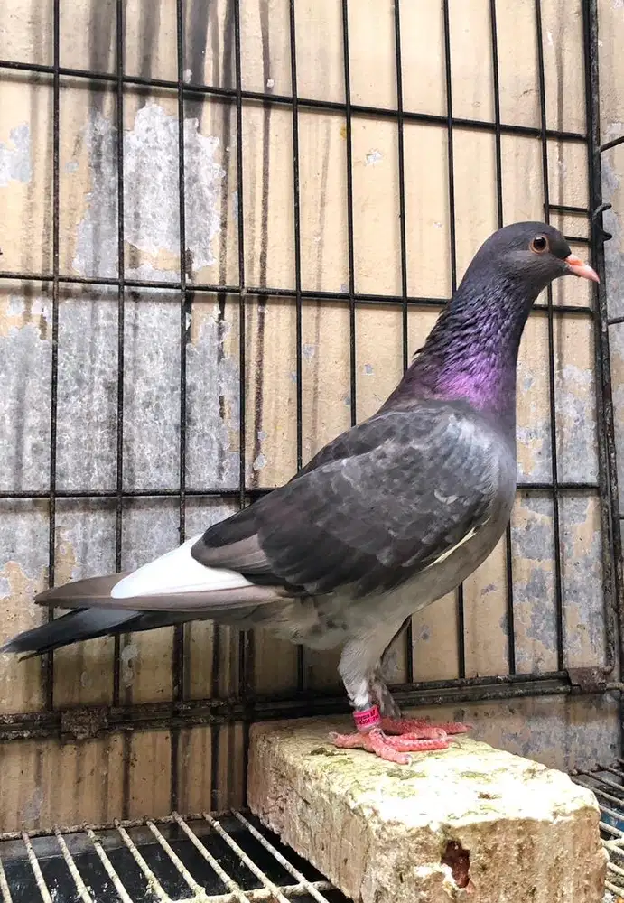 Betina Merpati Tinggian Kolongan Trah Brooklyn Pendowo PW Kenwood