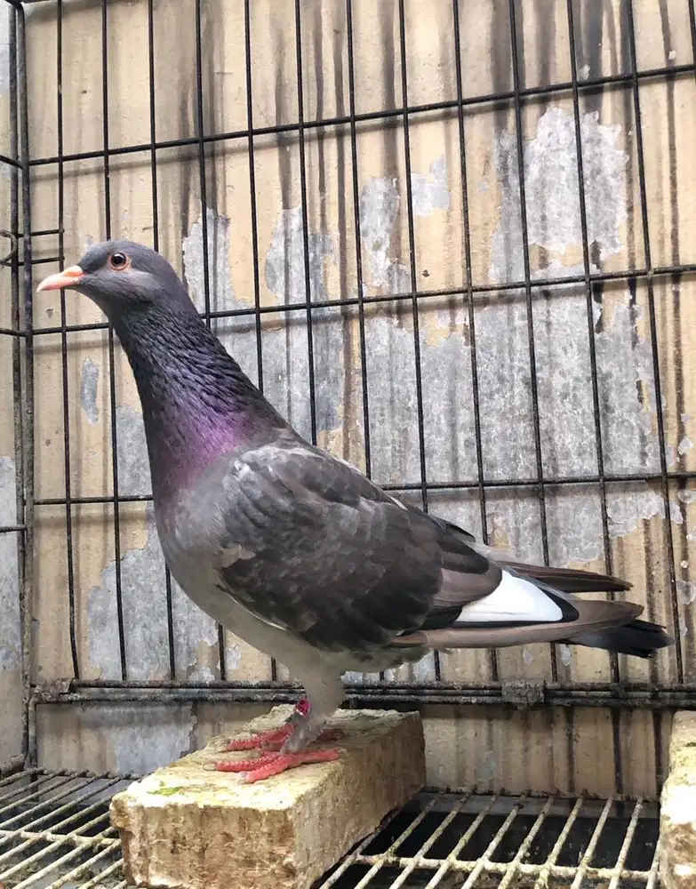 Betina Merpati Tinggian Kolongan Trah Brooklyn Pendowo PW Kenwood