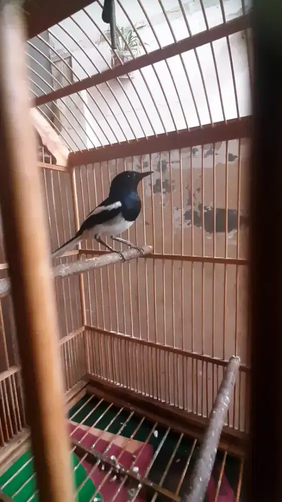 Burung kacer dapat fullset