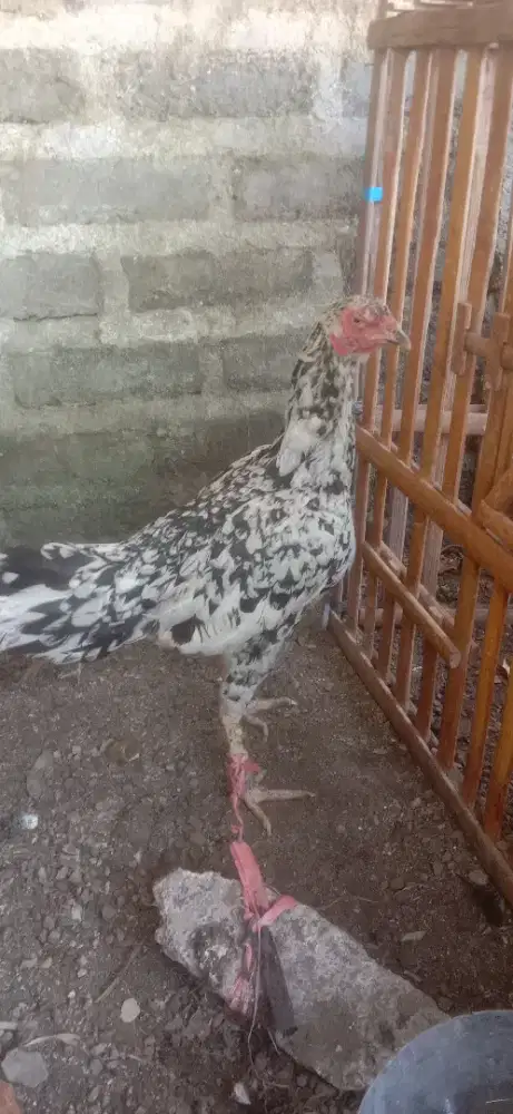 Ayam betina line aseel jos mantap aseel murgha murah