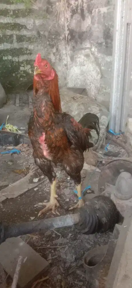 Ayam jantan aseel mantap jos murah