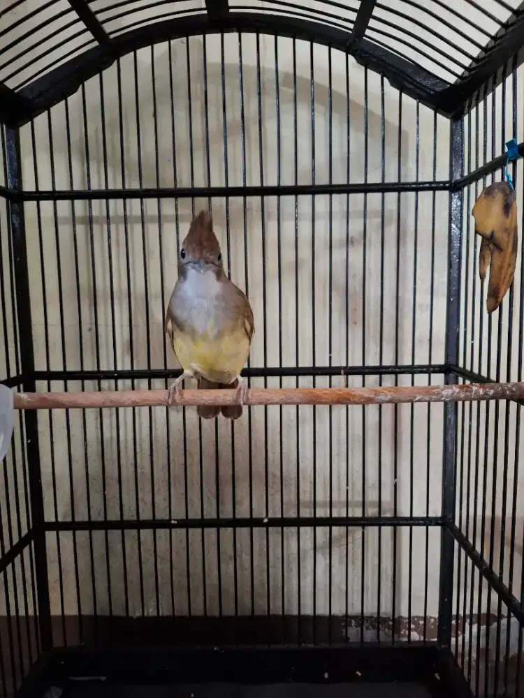 Cucak jenggot jawa gacor cucak jenggot gacor cucak jenggot betina