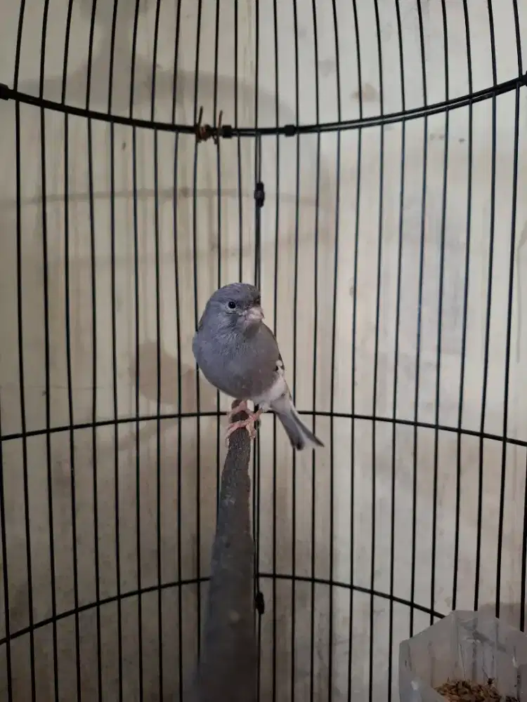 Kenari af gacor kenari af starblue gacor masteran murai kenari gacor