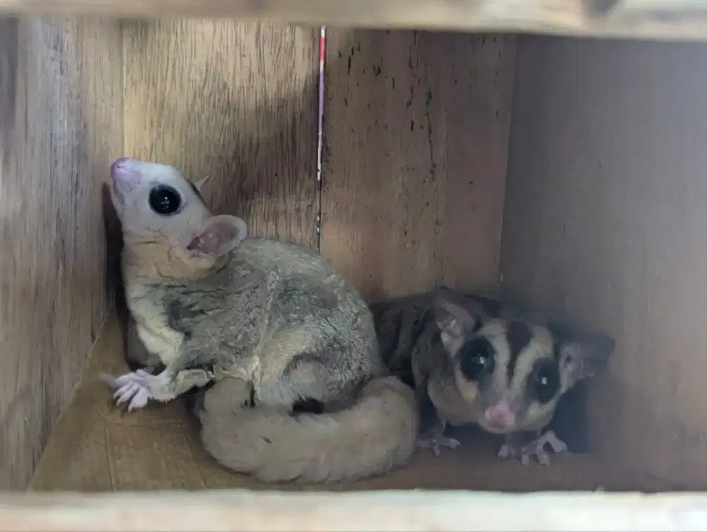 Hewan peliharaan binatang sugar glider lucu