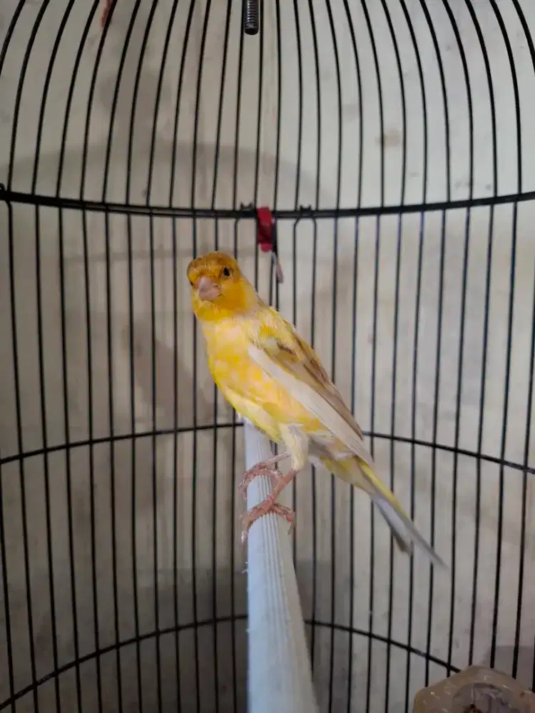 Kenari af gacor kenari gacor kenari af isabel gacor masteran murai