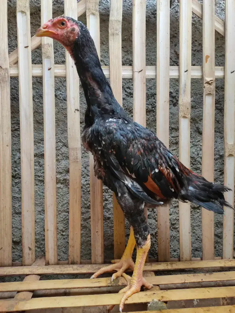 Ayam Shamo Eropa Line Zuchter