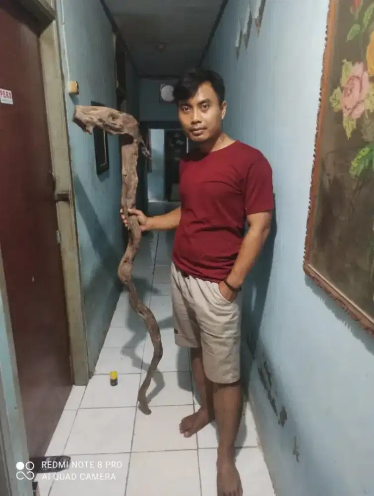 Tongkat akar stigi utuh