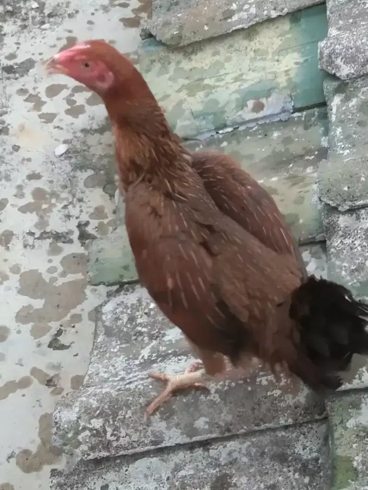 Ayam bangkok dedara