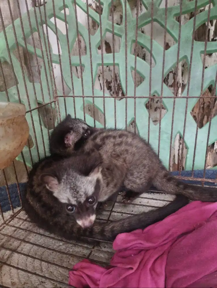 Anakan Musang Pandan