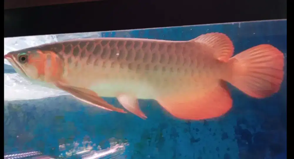 Arwana super red 40 cm