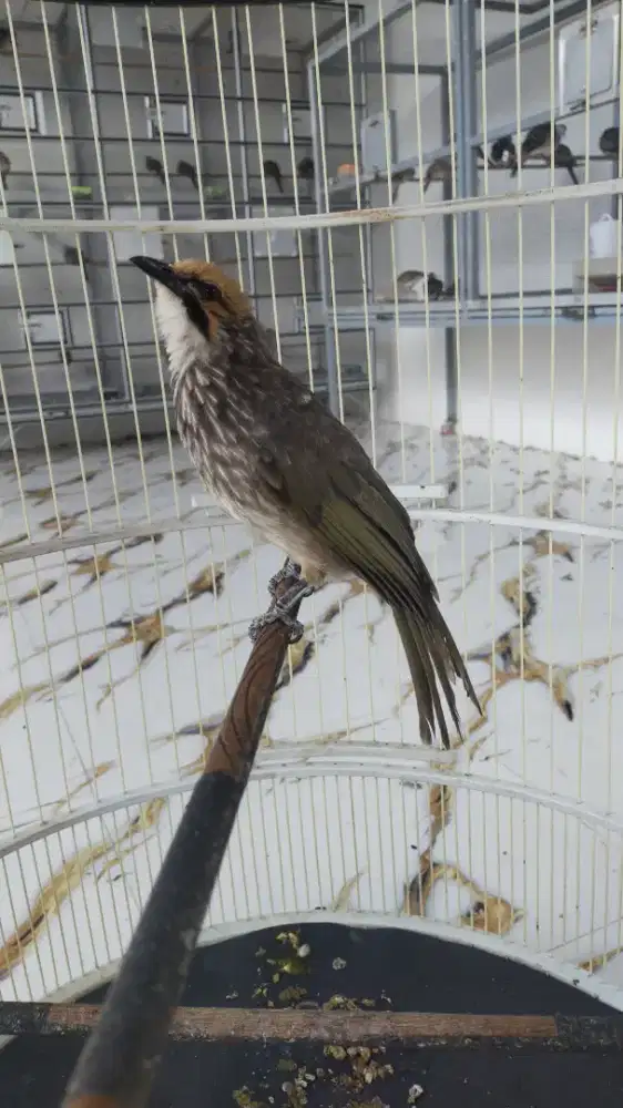 lanjut adop Cucak rowo Jantan gacoe atas bawah