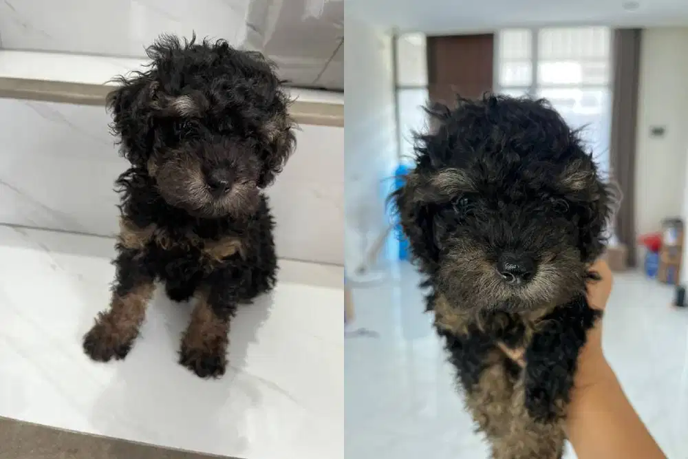 Toy Poodle Puppy Betina