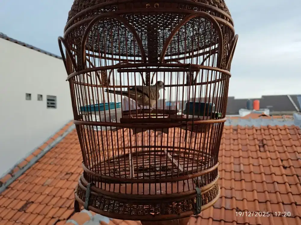 Burung Perkutut lokal