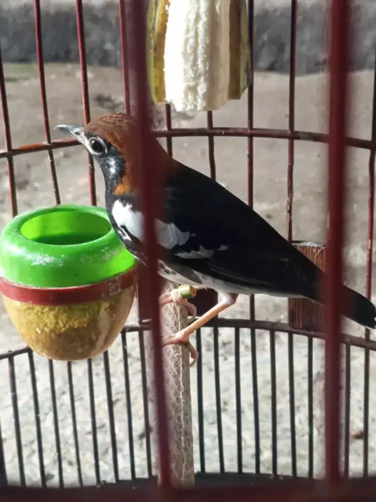 Anis kembang  fullset