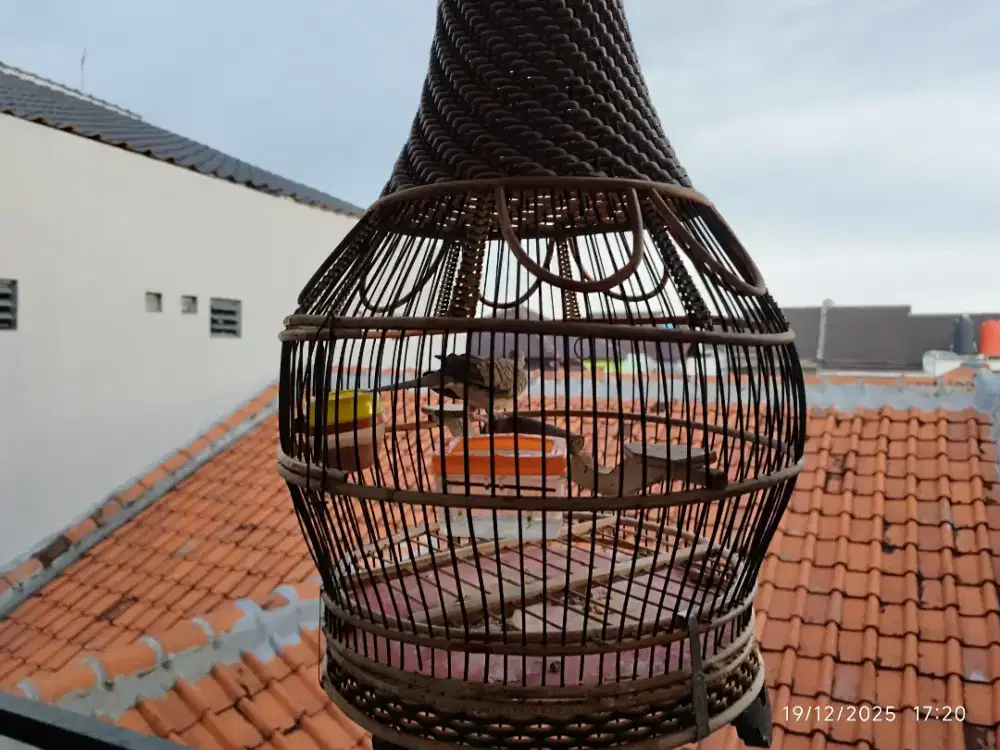 Burung Perkutut lokal