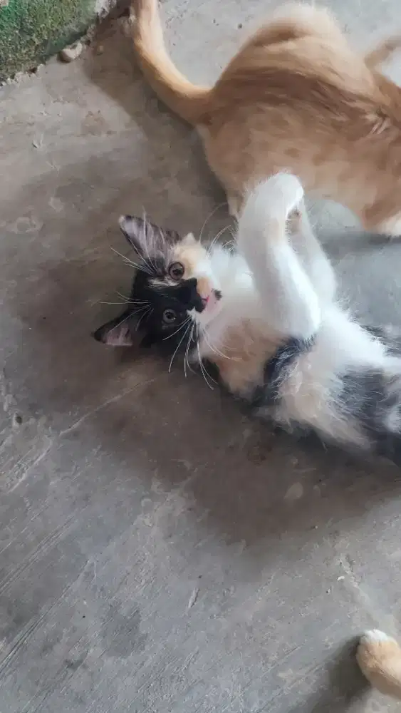 Persia medium calico Betina