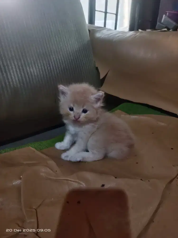 kitten mix maincoon persia