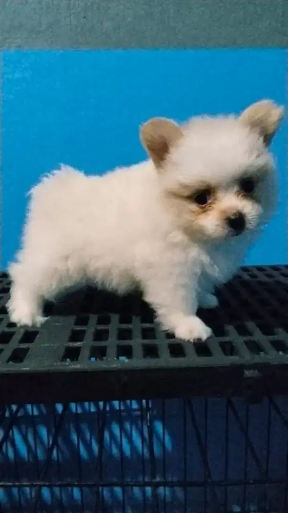 Minpom betina non stb