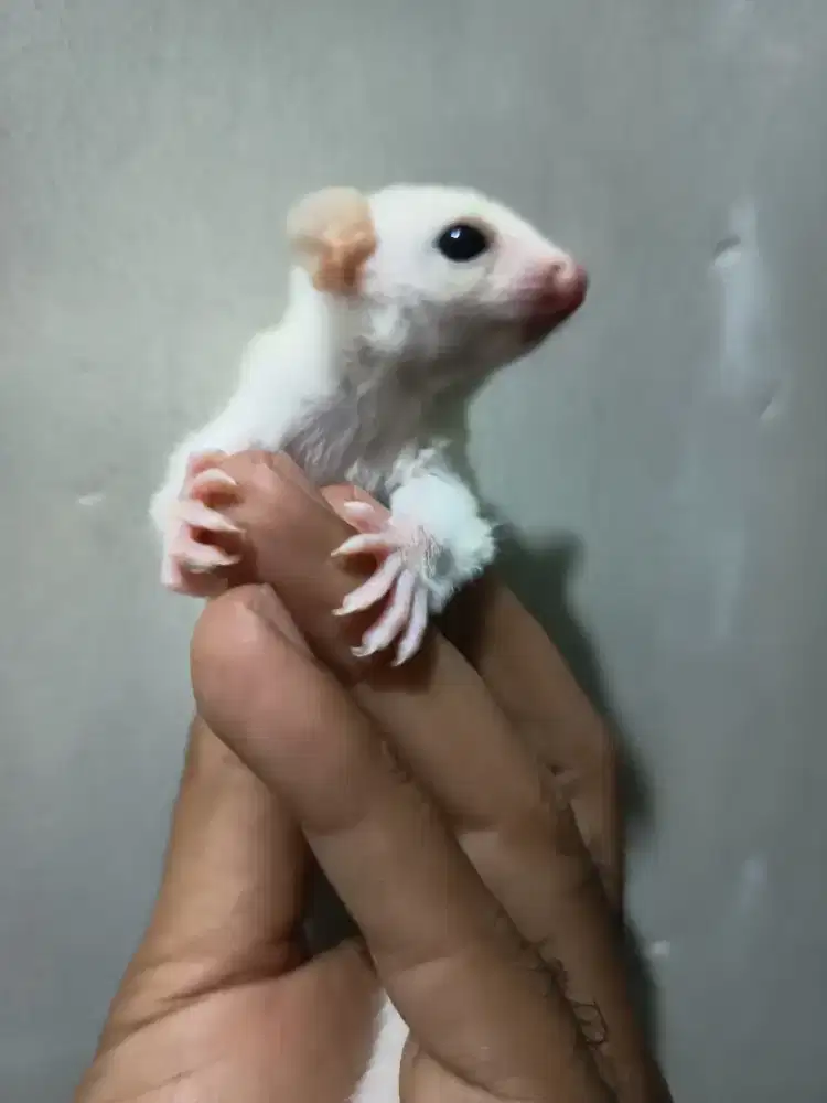 Sugar glider Joey leucistik jantan