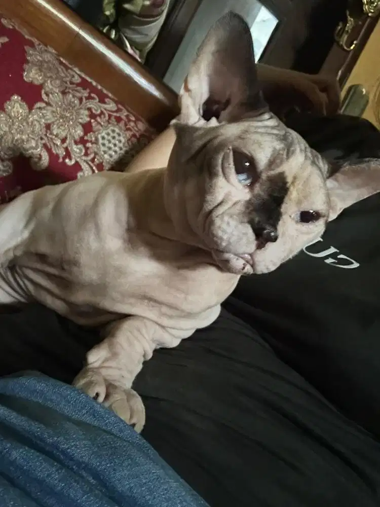 Kucing SPHYNX JANTAN siap birahi/nego