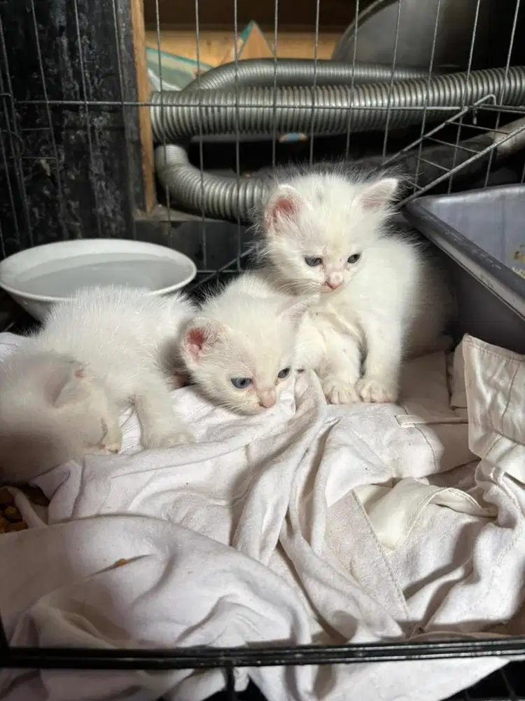 Kucing persia mixdom