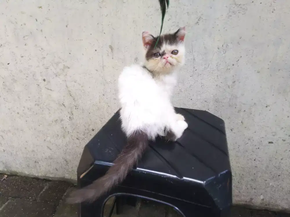 Kucing kitten jantan 3bln