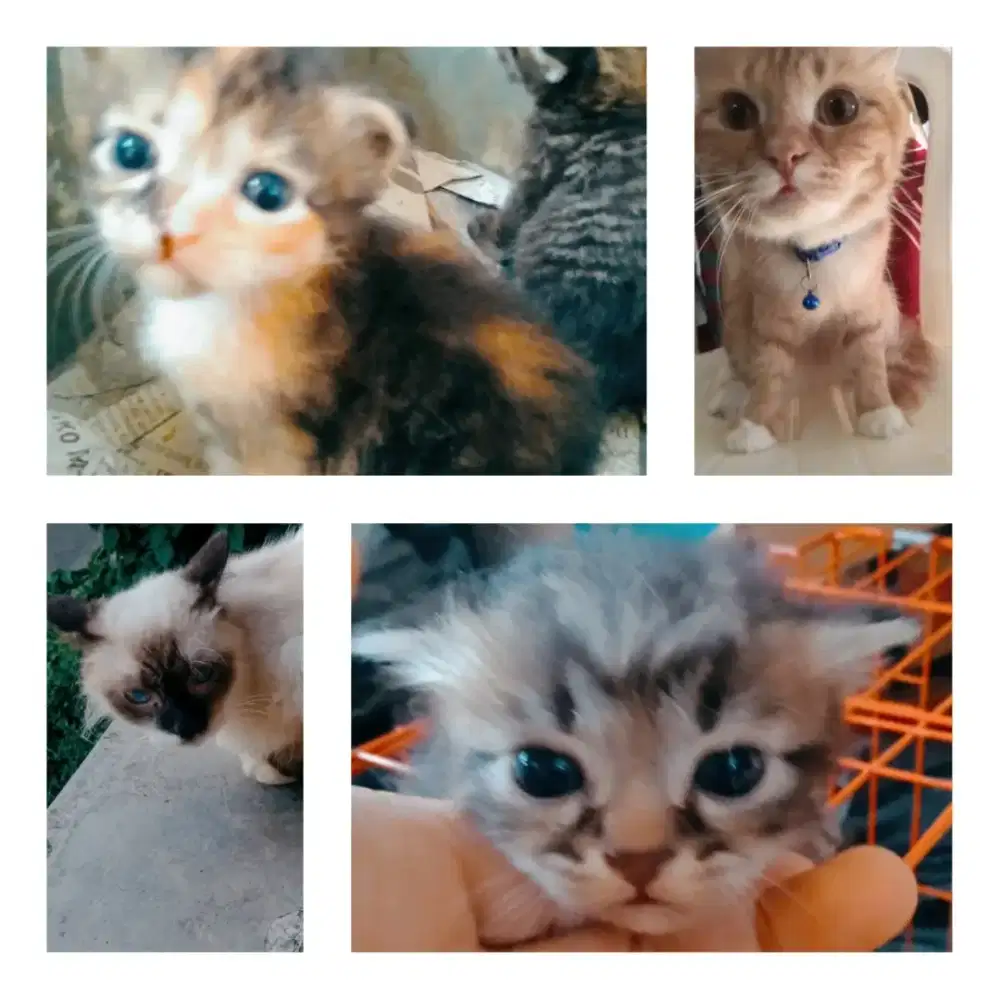 Kucing Himalaya Persia Mix Kitten