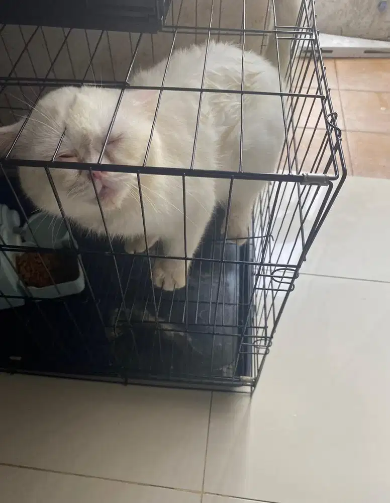 Kucing BSH White Solid Jantan