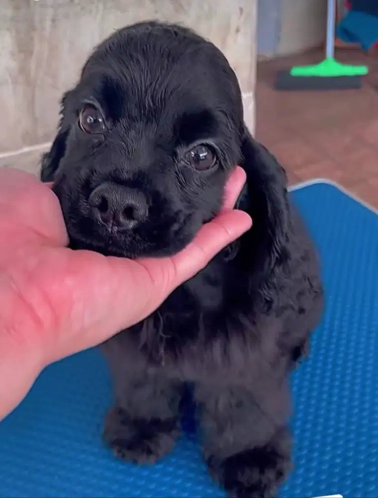 Anjing Jantan American Cocker Spaniel Black (MONO)