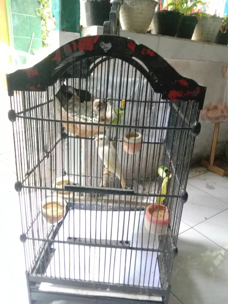 Kenari AF sepasang SDH bertelur fulset