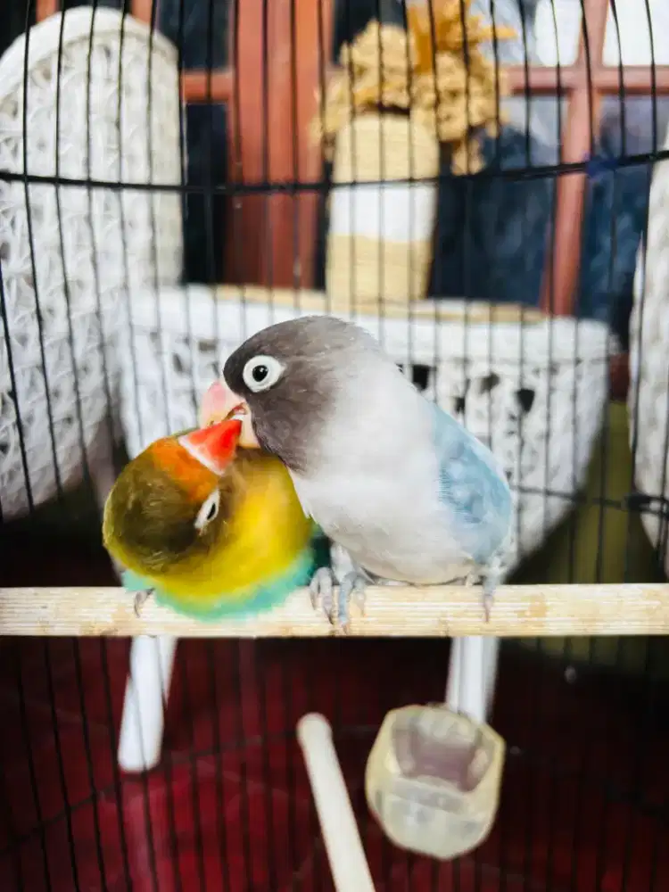 Love Bird Parblue dan Blue Series