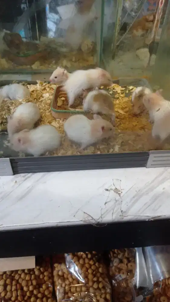 Hamster ayrian anggora dan whinter whita