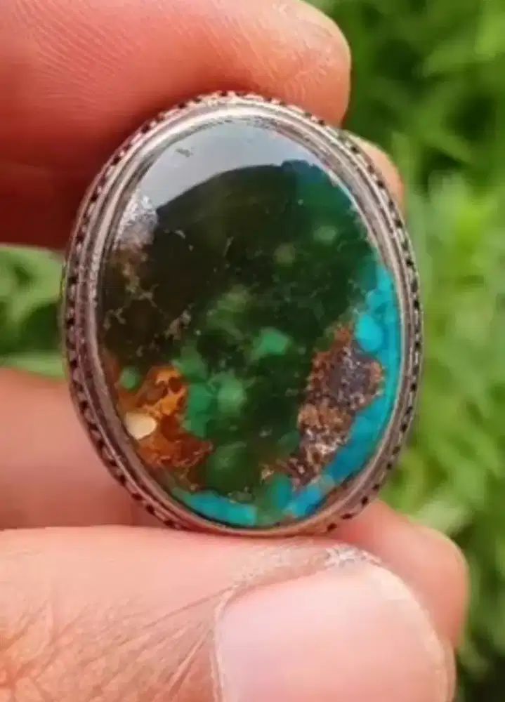 Pirus Persia deep green dwiwarna dim 23