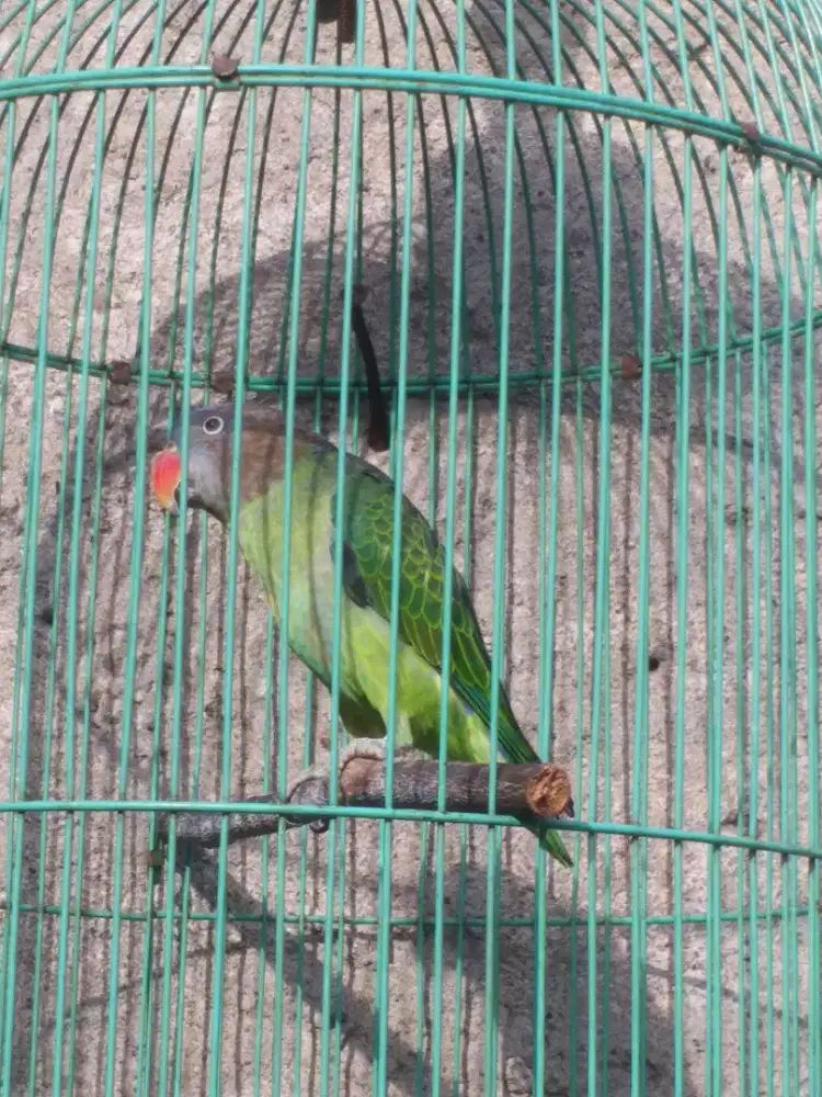 Tanau jantan mapan kalo pas ngoceh suara bervariasi