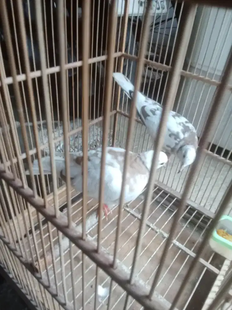 Pternak burung puter blorok