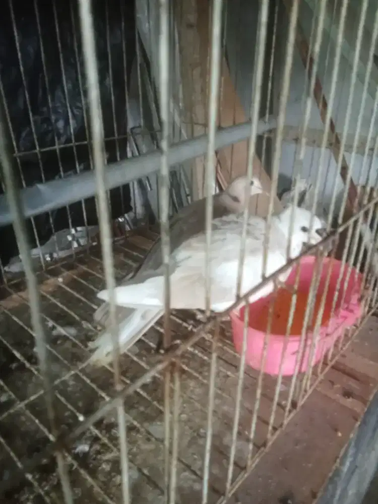 Peternak Burung puter blorok