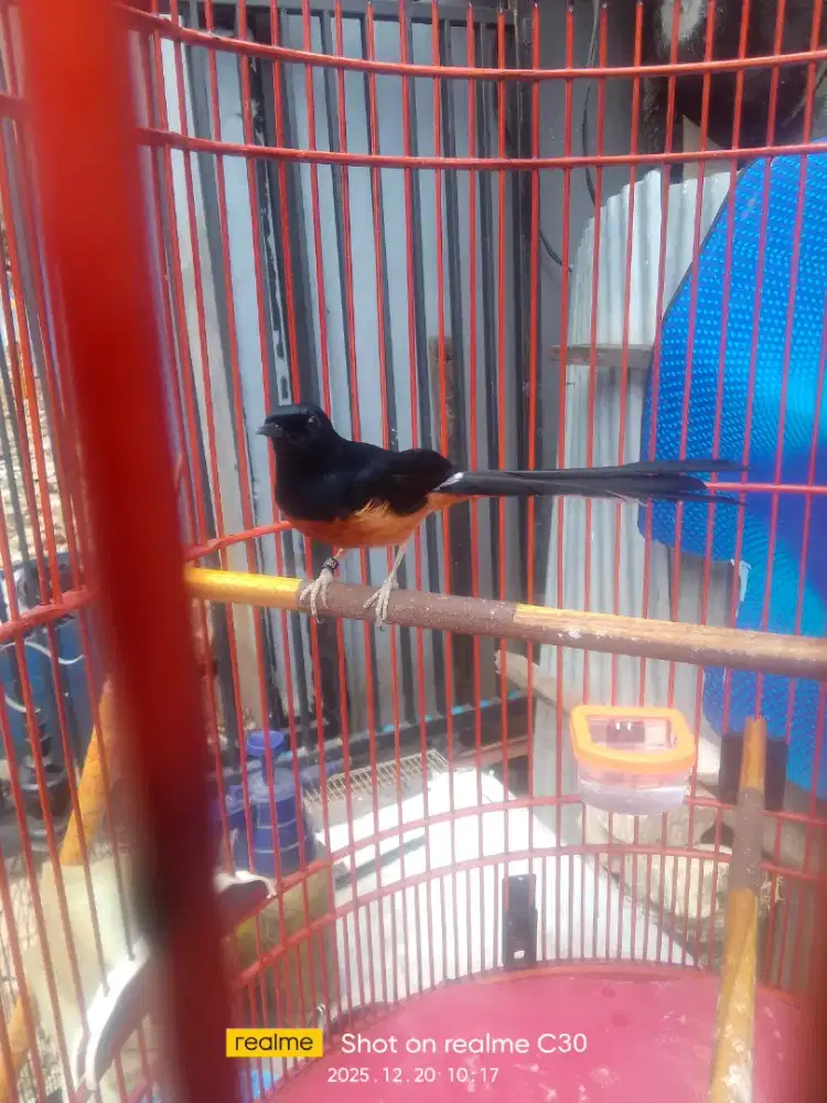 Jual cepet aja mb prestasi ya gan