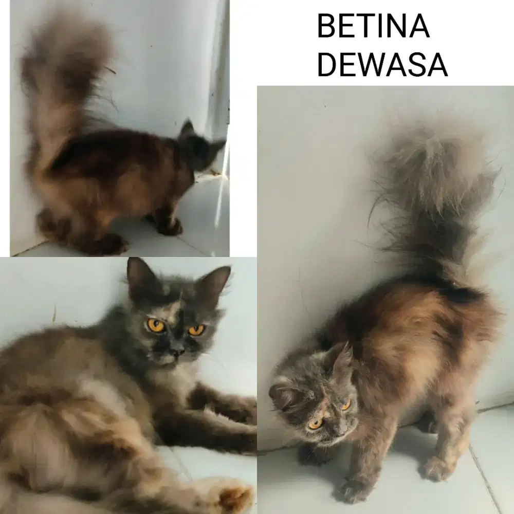 Kucing Betina dewasa proven INDUKAN