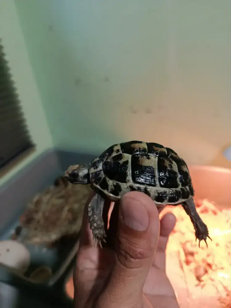 kura darat torto testudo