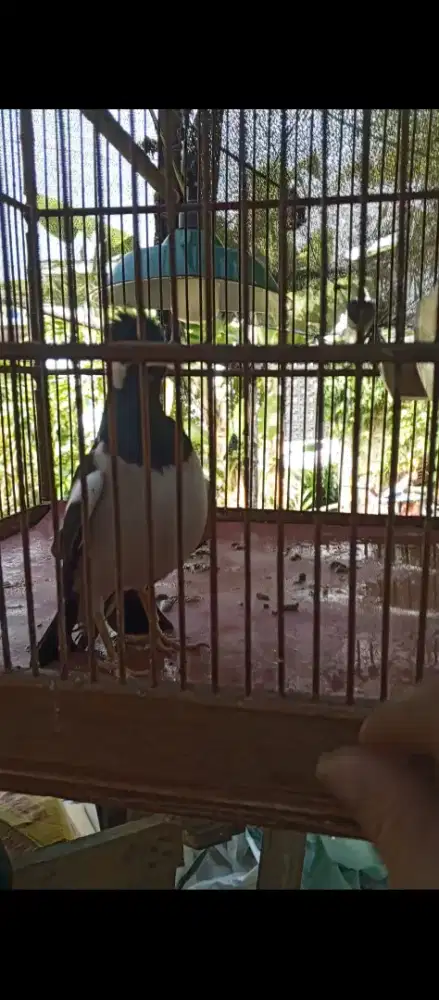 Jalak suren gacor mompa Garuda