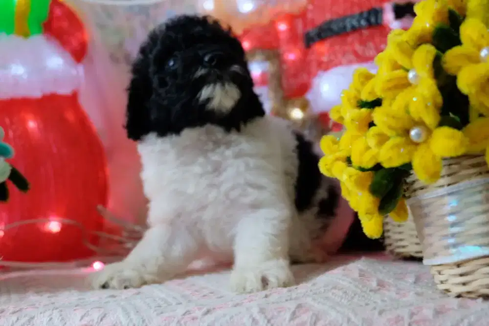 Anakan Poodle Party Murahh