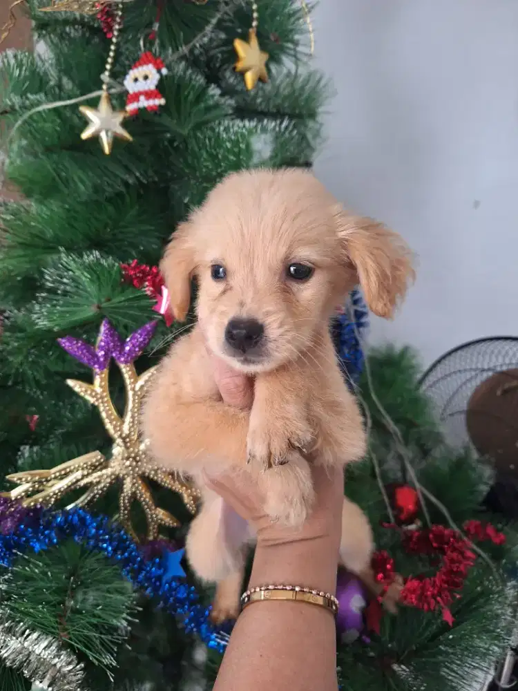 Dijual anakan Golden