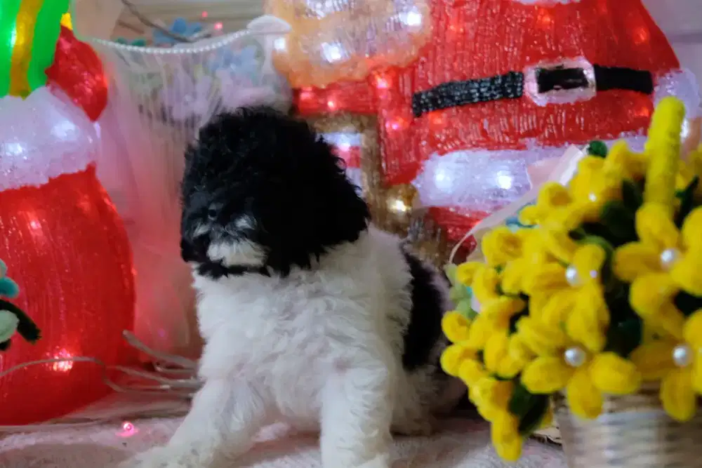 Anakan Poodle Party Murahh