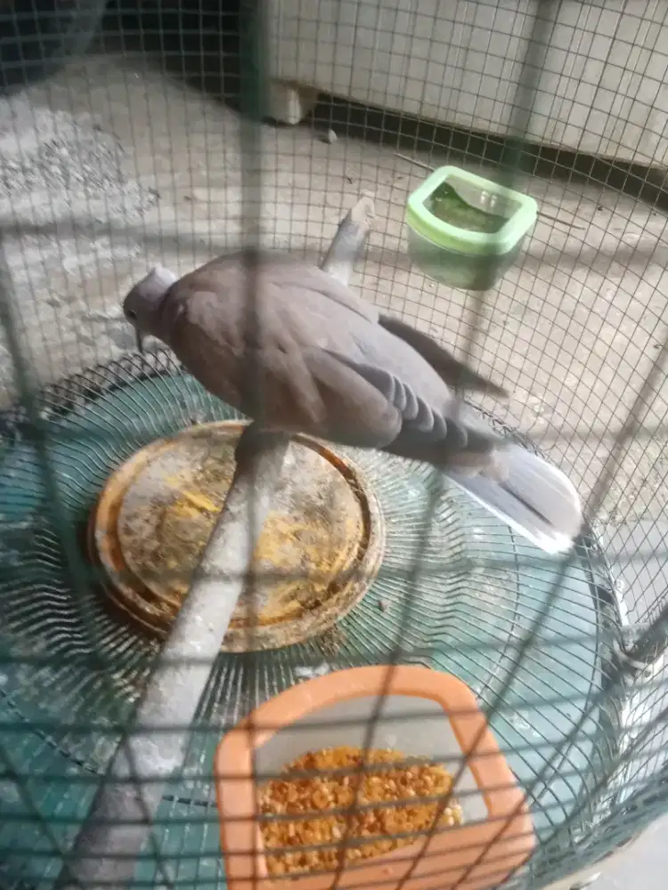 Peternak burung puter cibinong