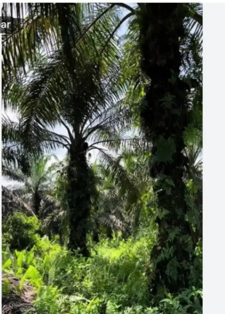 JUAL LAHAN SAWIT 5 HA DI AEK.BOTTAR HATONDUHAN