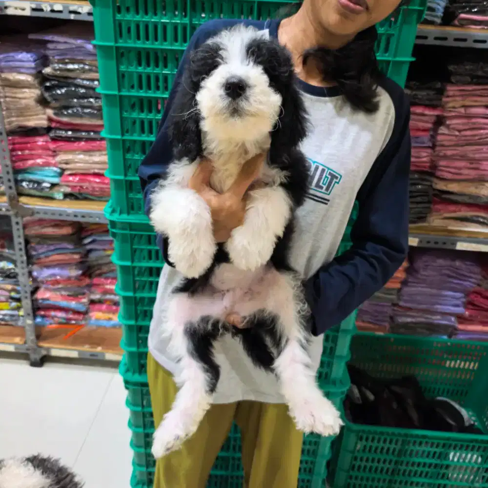 FS ! Anakan Giantpoodle tuxedo Silver !