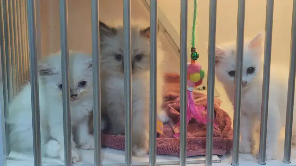 Kitten Persia Odd eye X Himalaya Bigbone