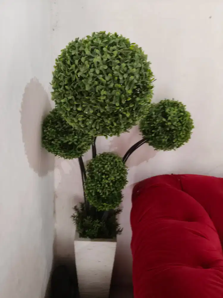 Tanaman Hias Pohon Bonsay