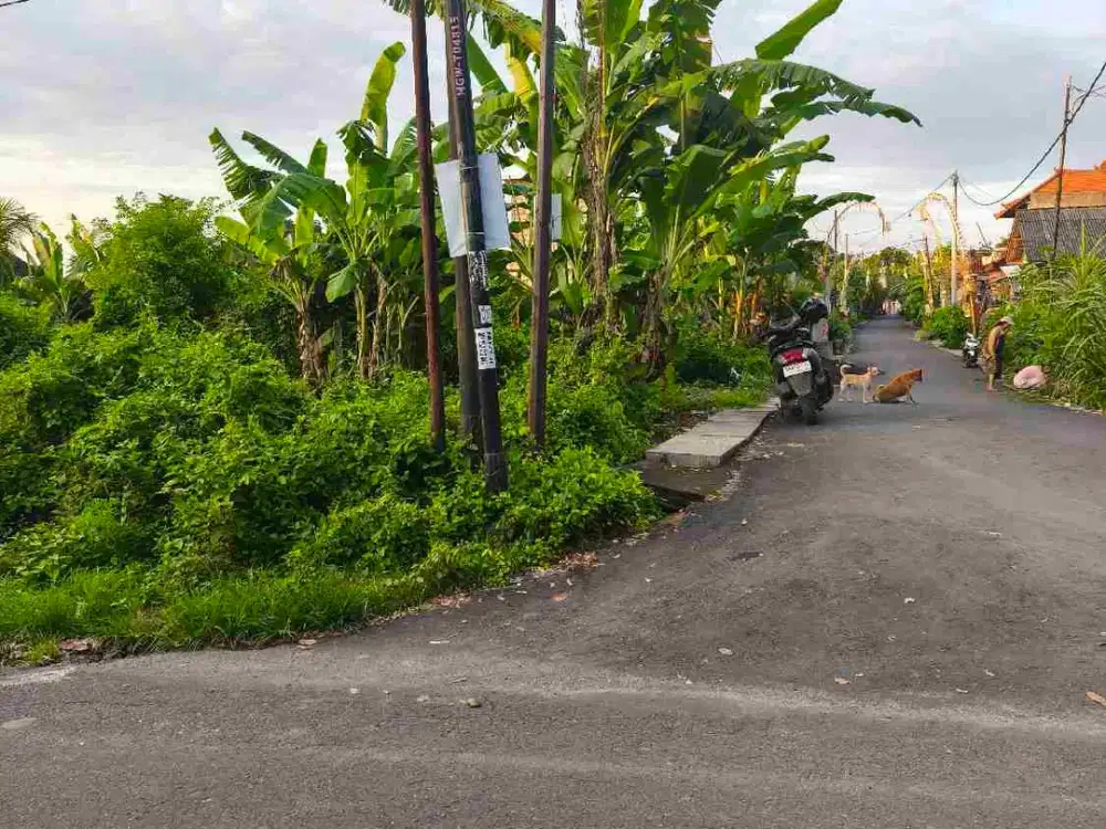 dijual tanah 12,31 are IDR 550 juta per are dekat pantai Balangan Jimbaran Kuta Selatan Badung Bali