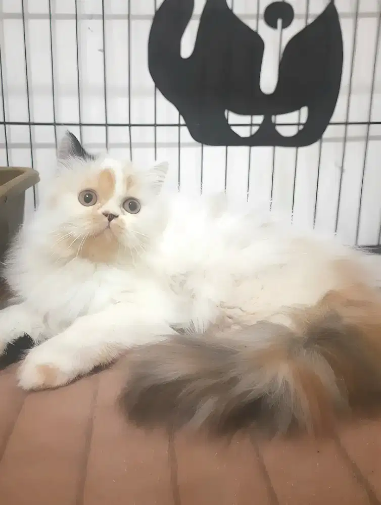 Kucing flatnose betina